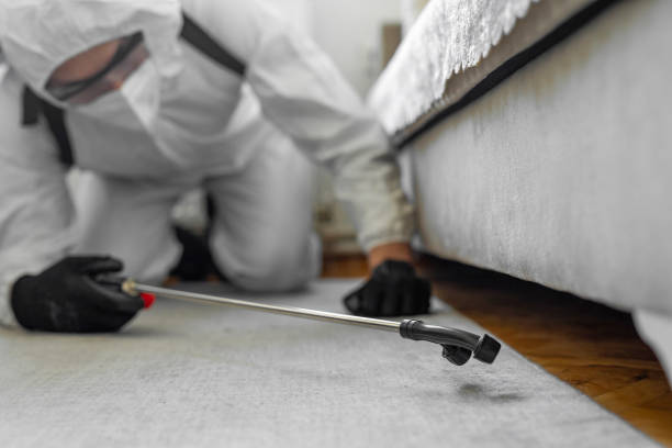 Professional Bed Bug Control technician working in Eastport, ME