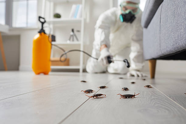 Trusted Cockroach Control service in Eastport, ME - Nex Pest Control